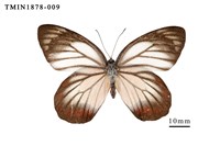 藏品(白豔粉蝶)的圖片